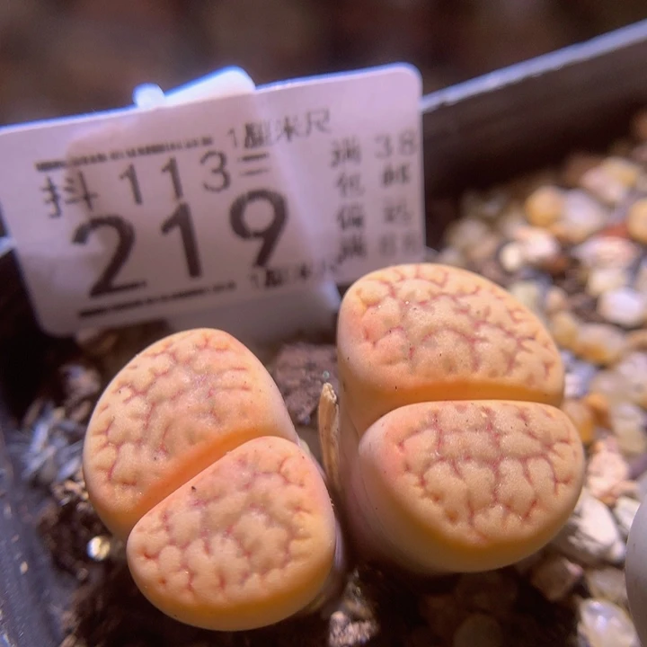 精品生石花113.219