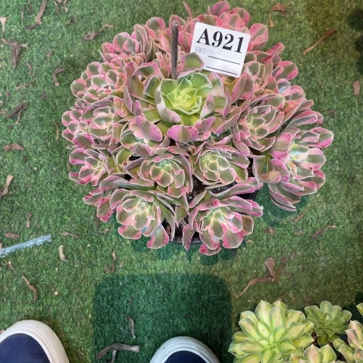 921号精品法师粉女郎