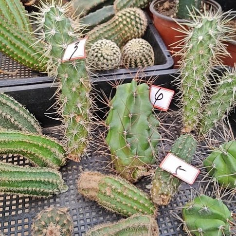 凤****）飞虎篝火多刺虾三个特惠3.4.5