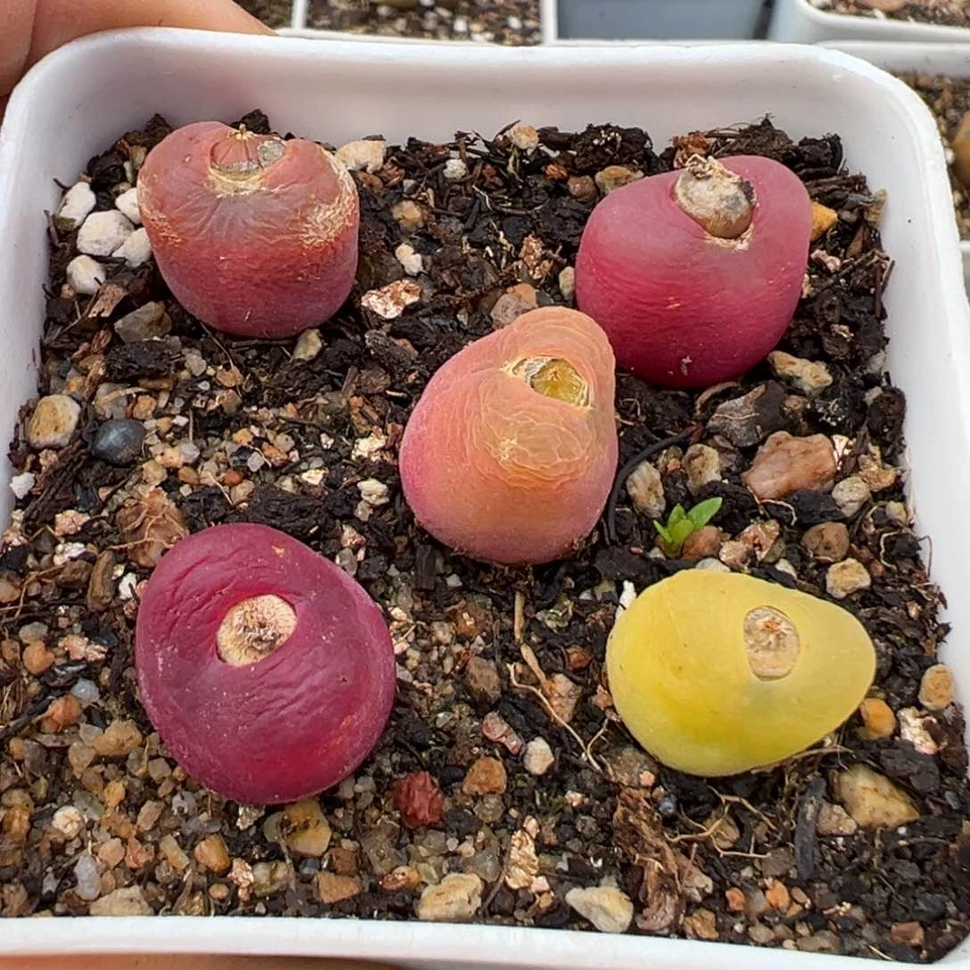 2.8好看的多肉965