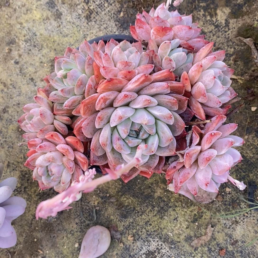 可问主播品种，下滑链接更多品种多肉选择