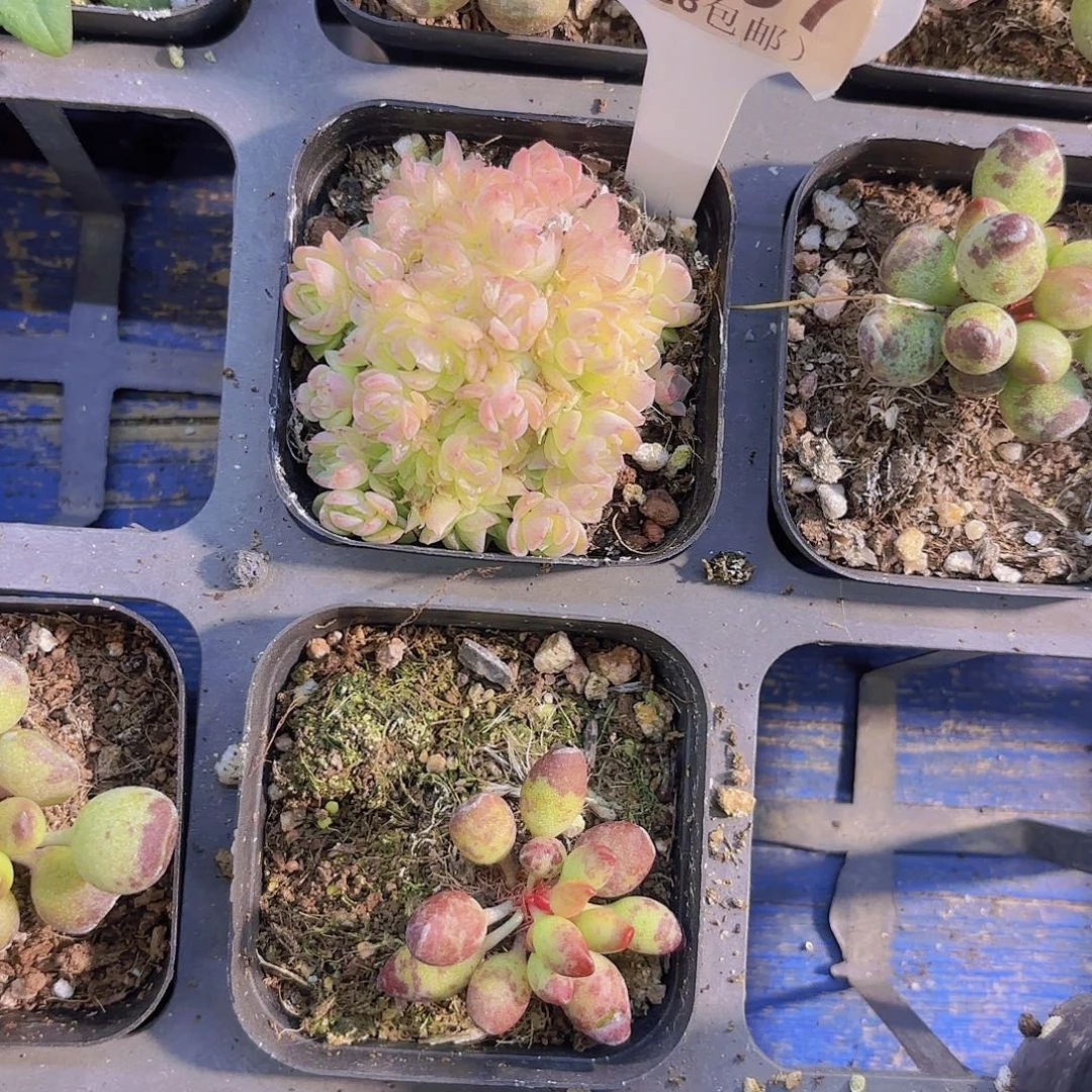 E597艾杜丽儿一物一拍