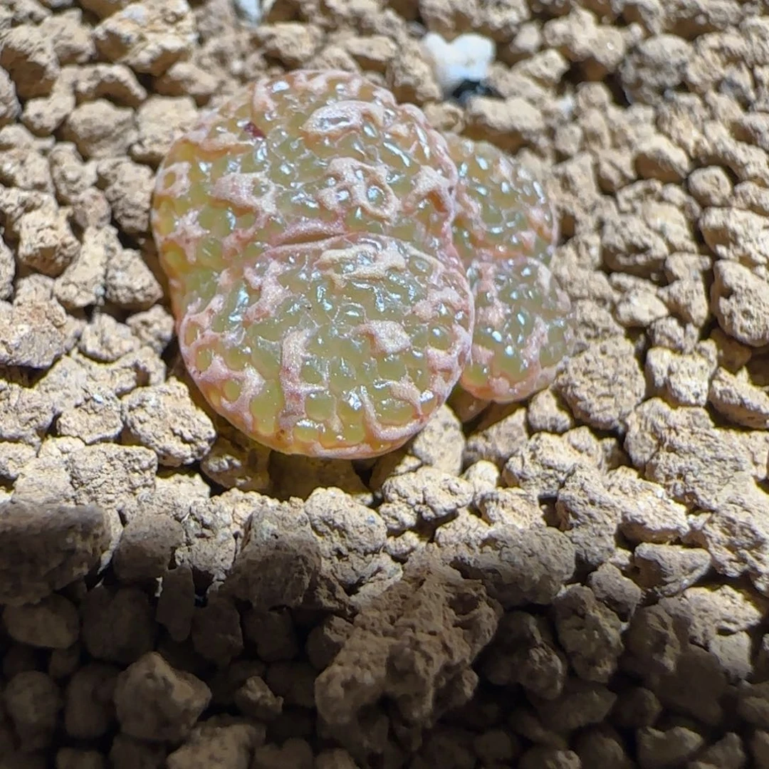 肉锥多肉植物组合-超级泡泡勋1228