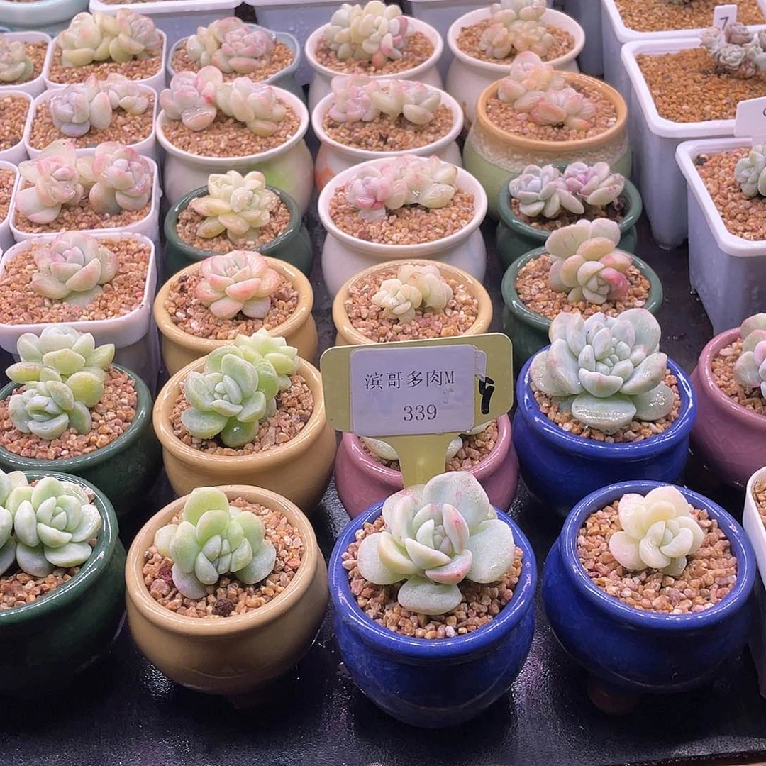 小*滨哥多肉M339冰玉石化锦