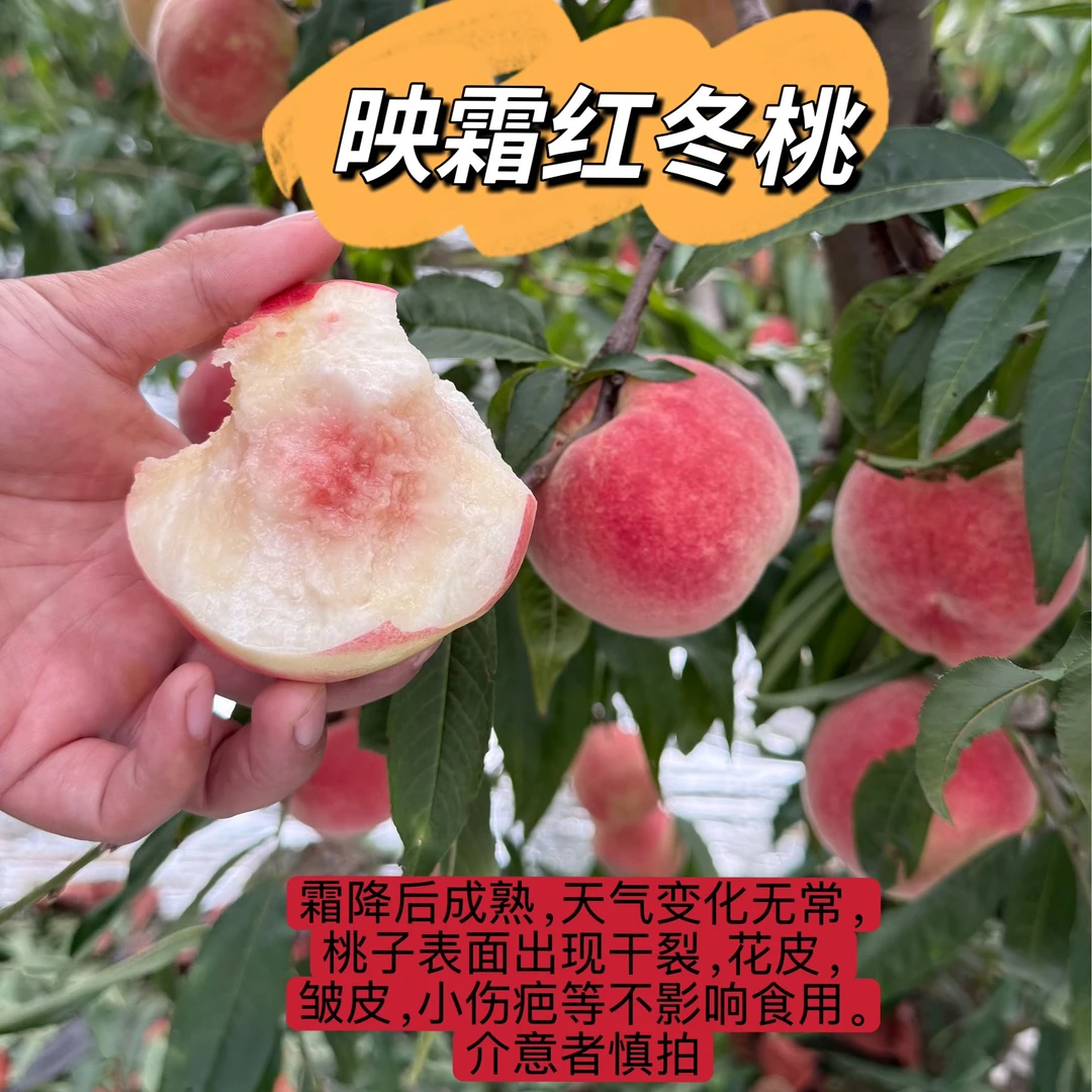 顺丰冬桃映霜红潍坊头茬脆甜多汁桃子天然果园现摘现发