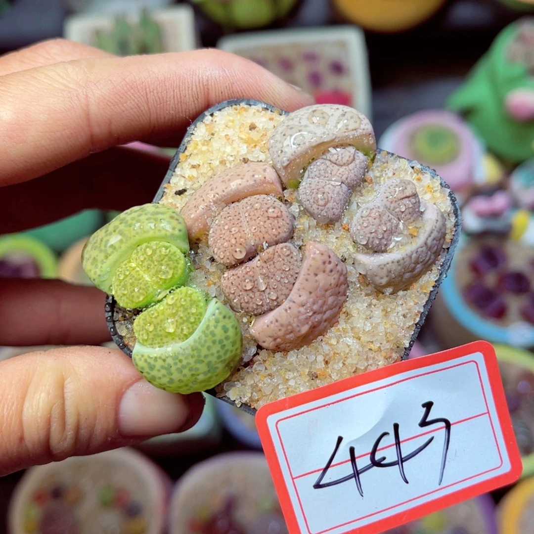 443生石花带盆发