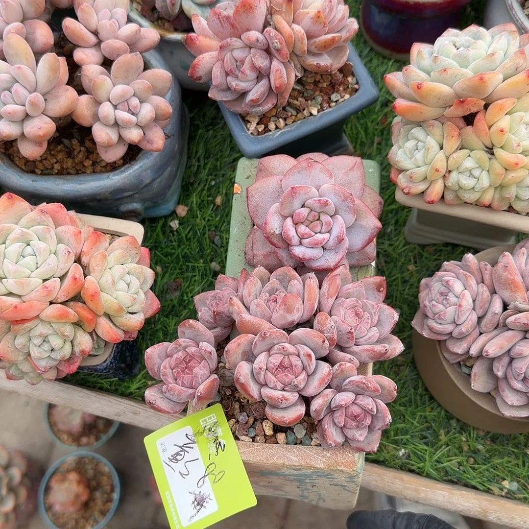 童***童星影群生脱土发货