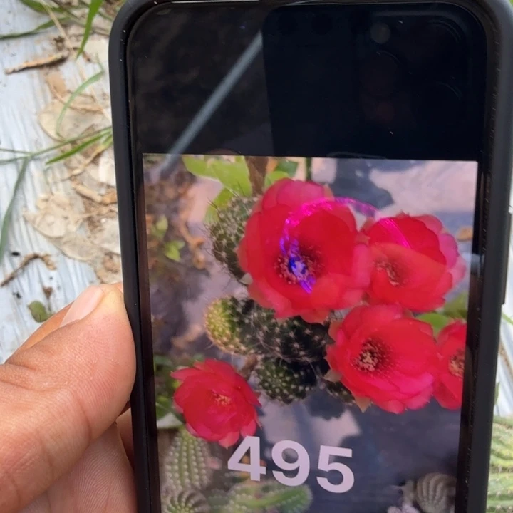 矮胖白檀495侧芽一个