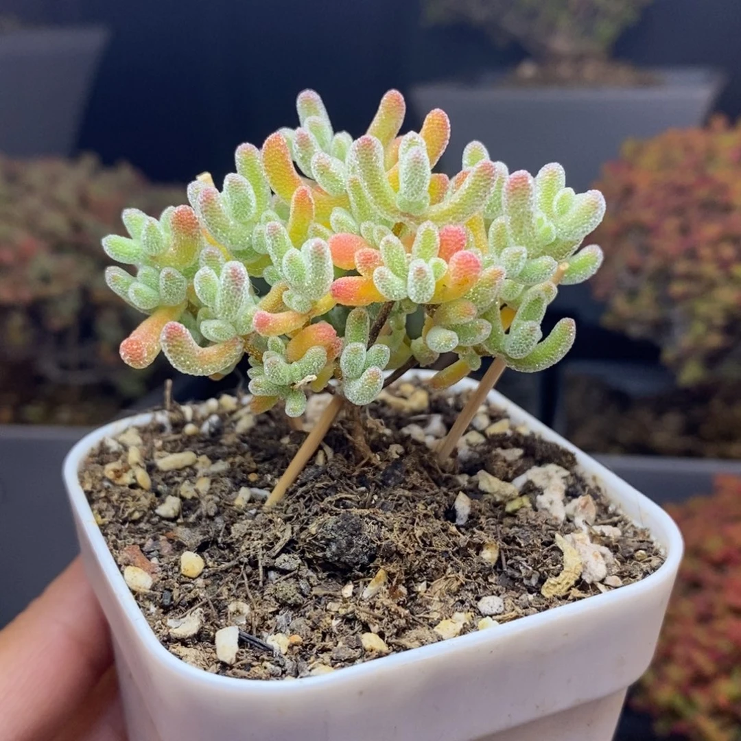 无花朵58号优选冰晶枝干