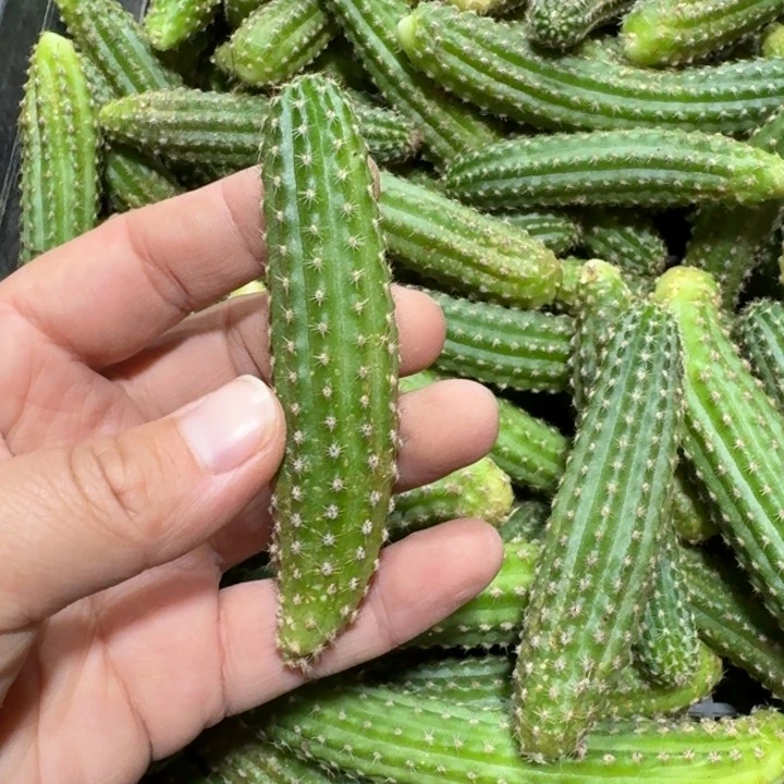 300白檀12个品种无根侧牙，20包邮小