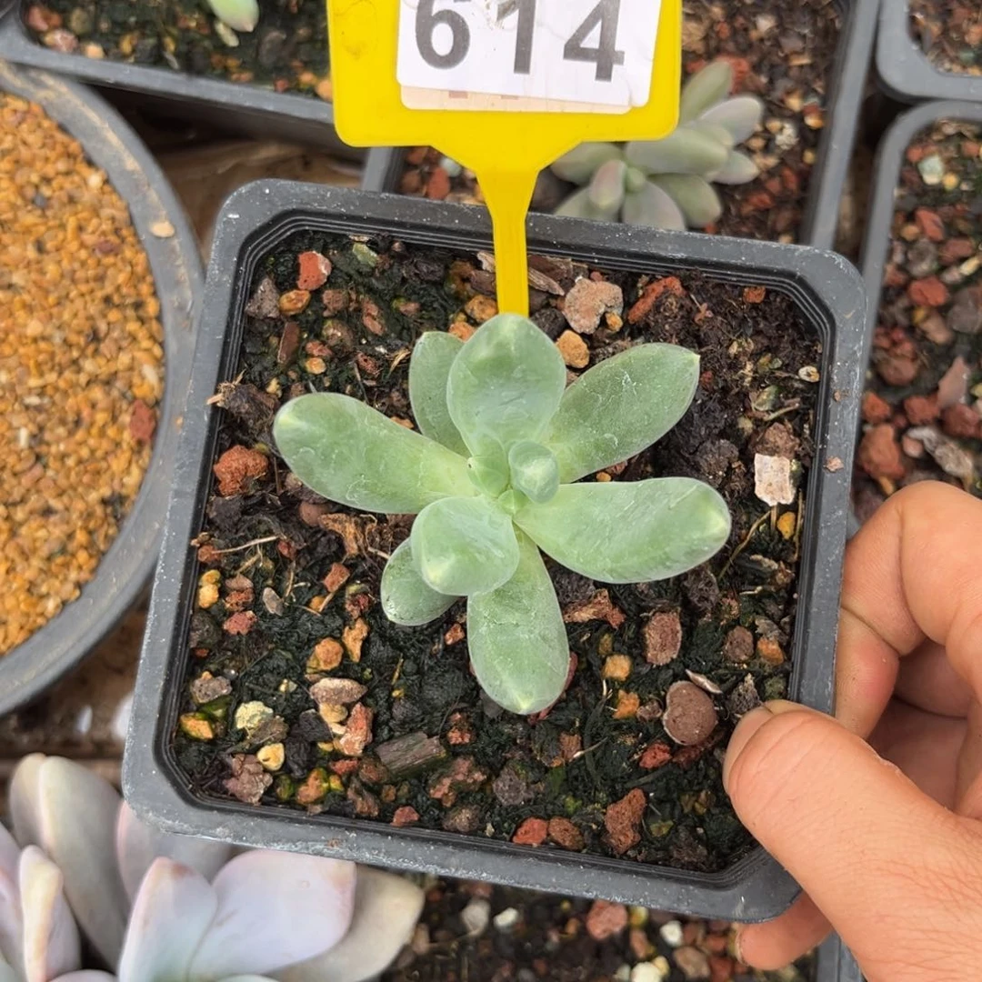 多肉植物迷雾森林614