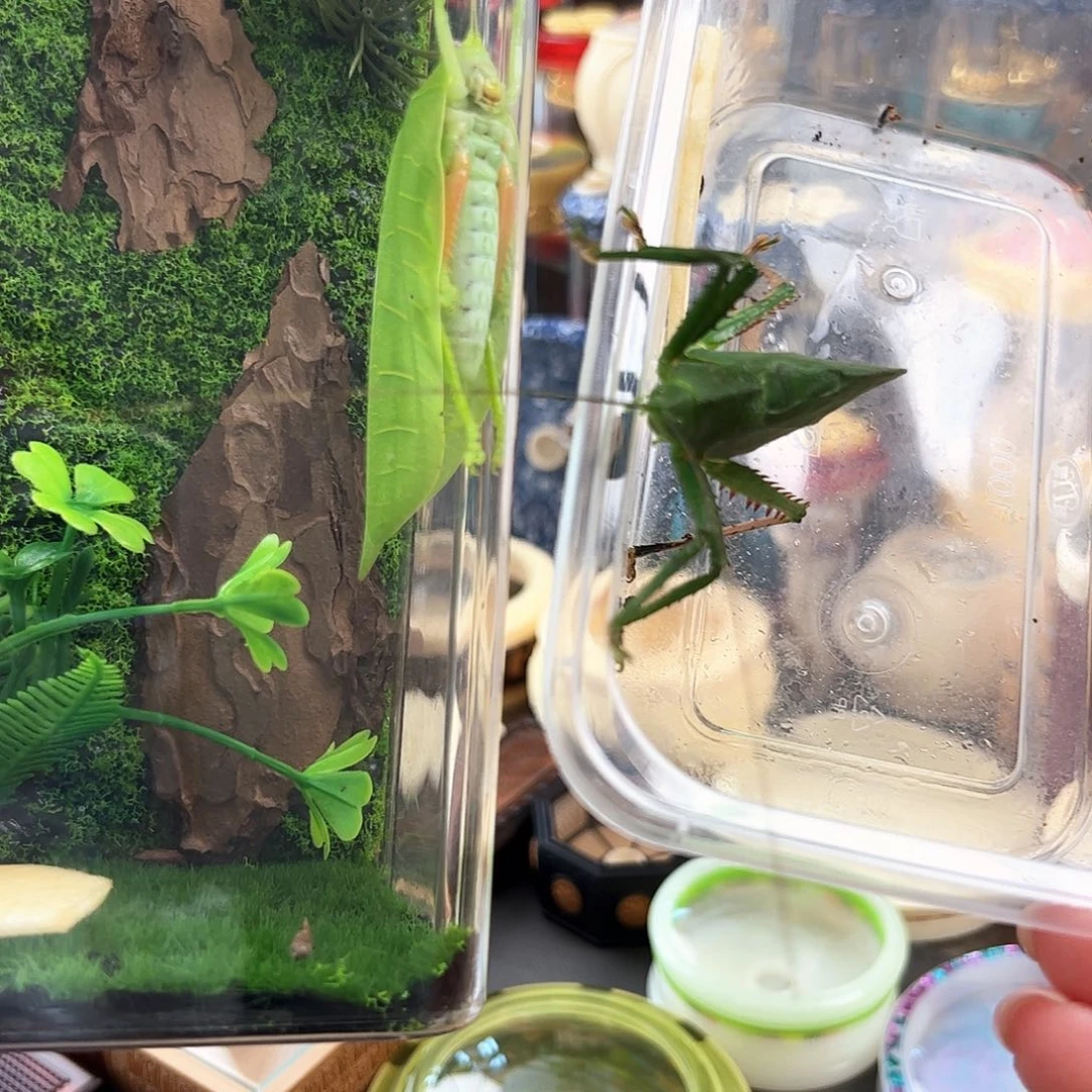 冰***火哈哈哈生态箱带大弧冠脉