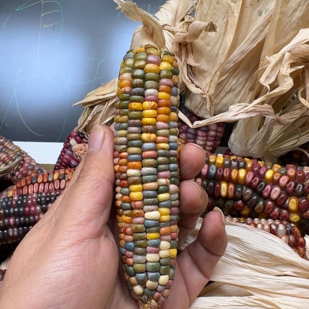 柏香籽/百香籽吊坠佩**姐