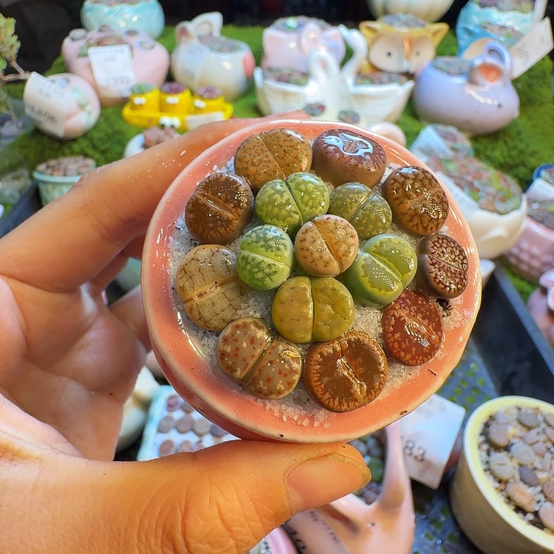 多肉植物福利冲522