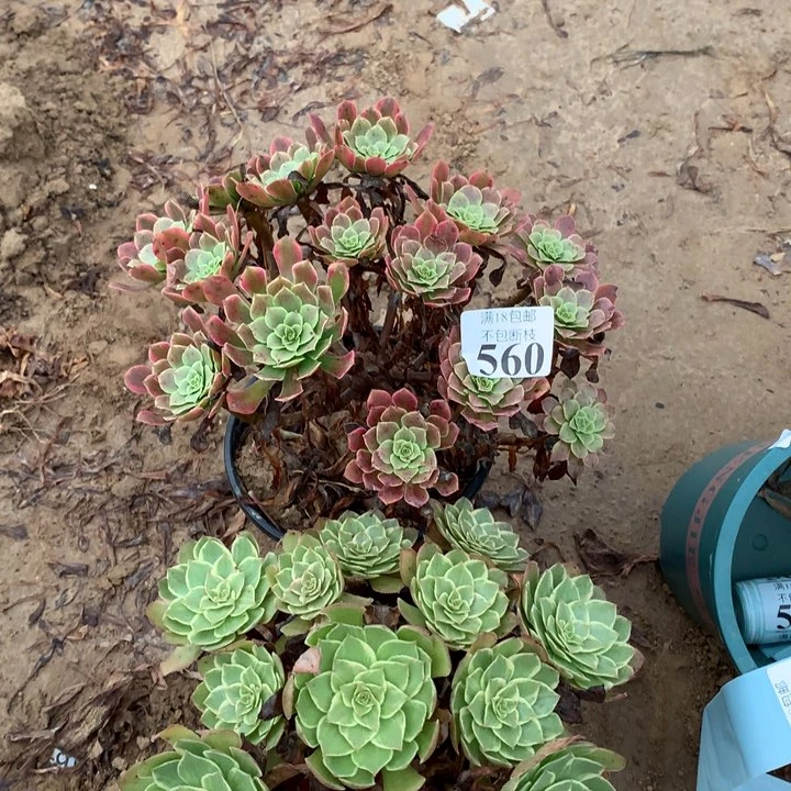 560莲花座➕铜玫瑰锦2
