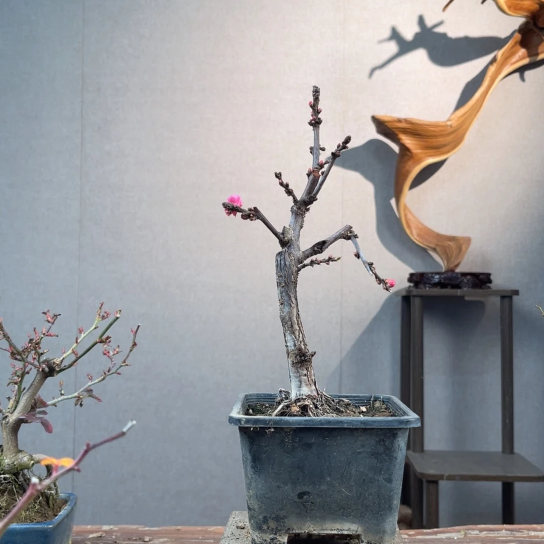 微月季盆景11111金***！