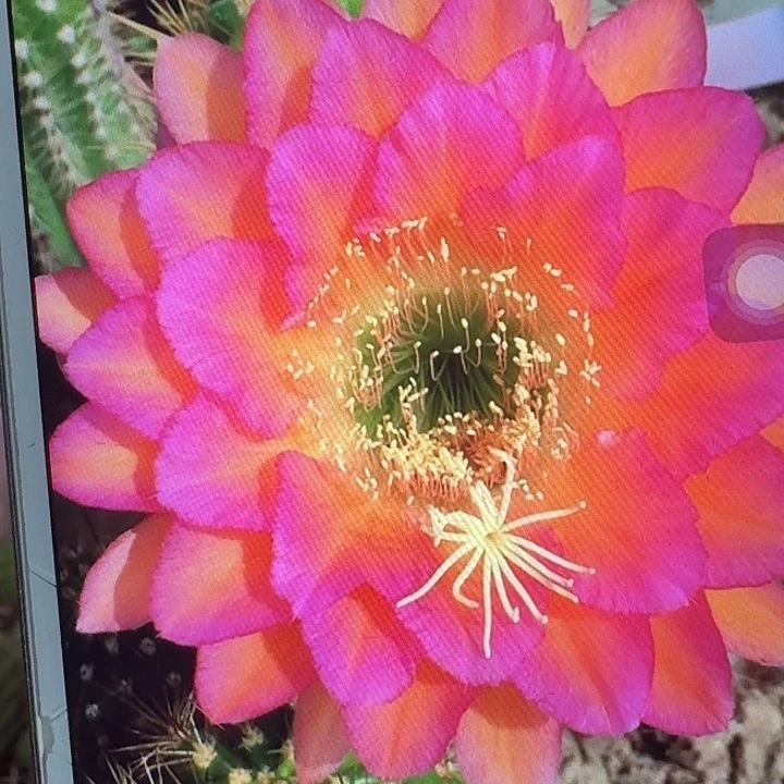 达加体侧芽5公分左右毛花柱（20包邮）