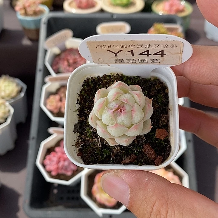 0144 女王单头 2.5cm