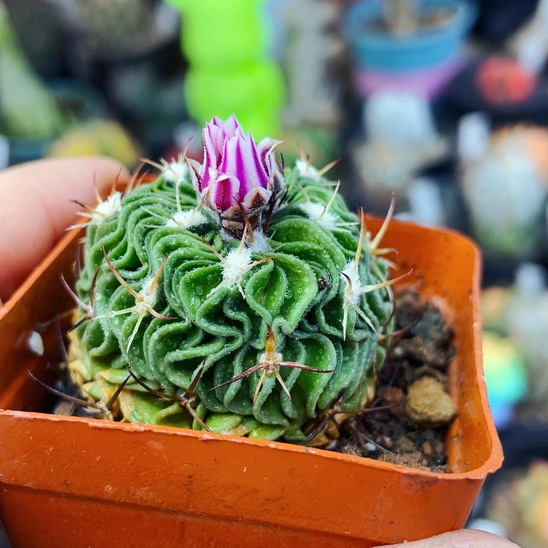 多棱玉非偏远地区满25包邮仙人球