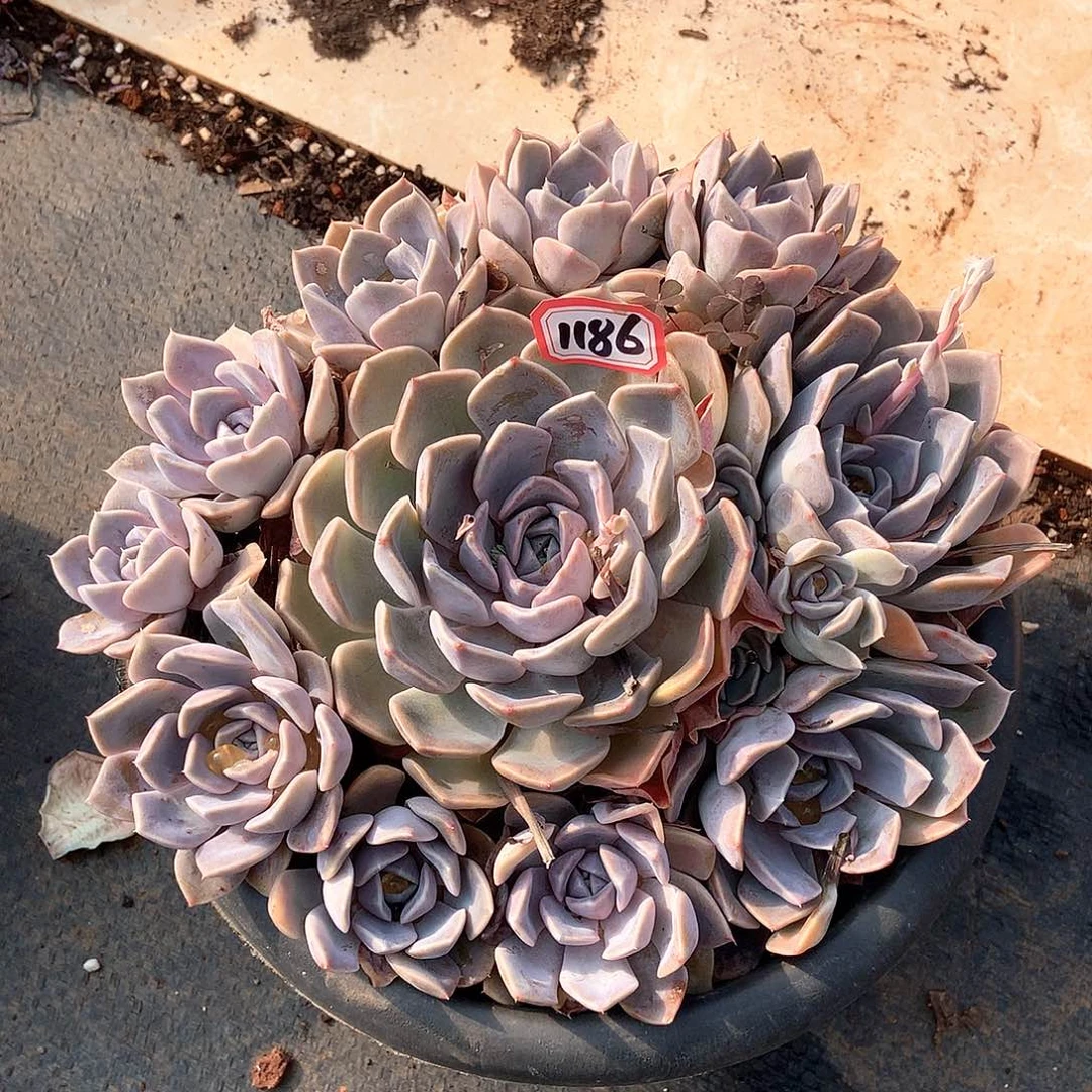 汉堡1186晓晓一物一拍