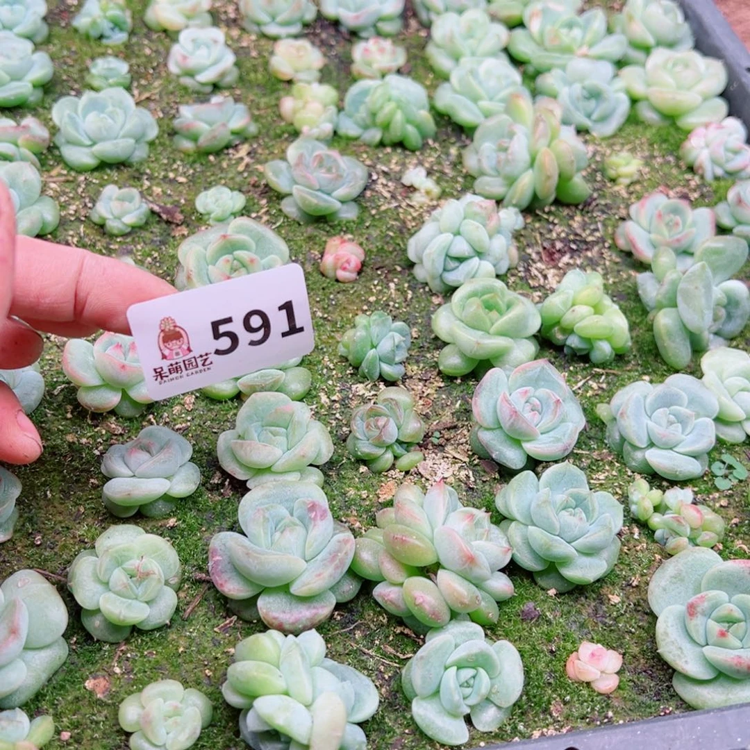 泡***x多肉植物多肉植物