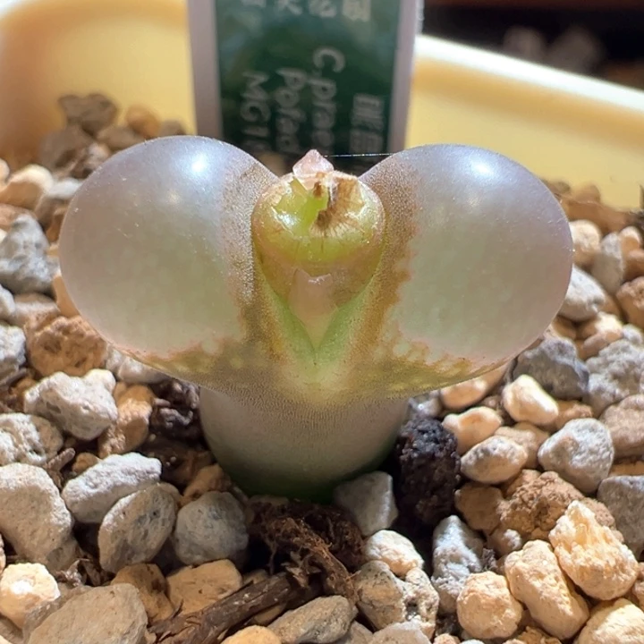 垂***兔784。1802.1。，玻璃珠豆豆