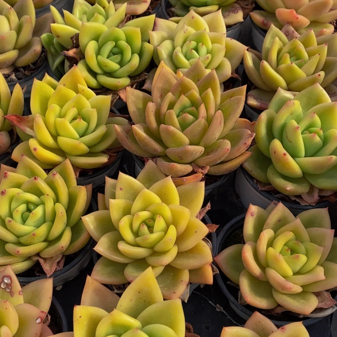 清**语210多肉植物保护研究所所长助理