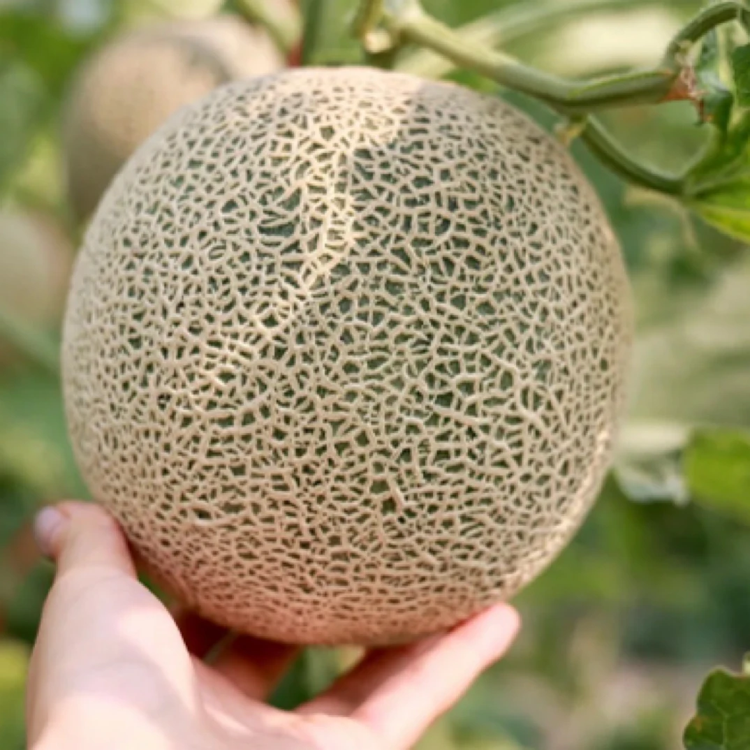 牛三蜜瓜软糯冰淇淋口感礼盒4枚