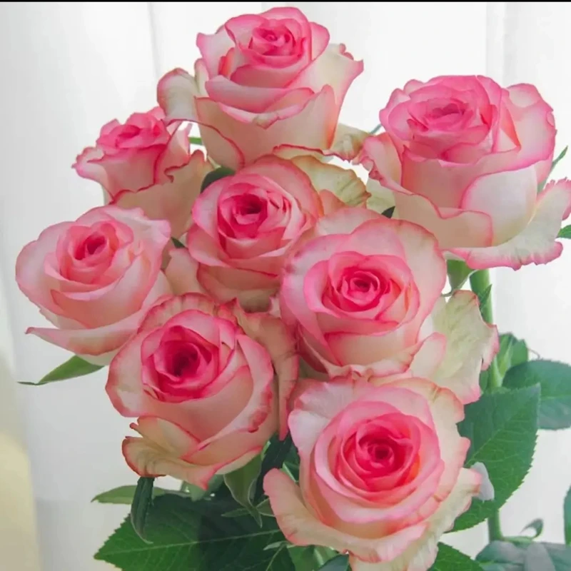 新【香水爱莎】玫瑰花苗月季花苗盆栽地栽阳台庭院蔷薇花苗四季开花