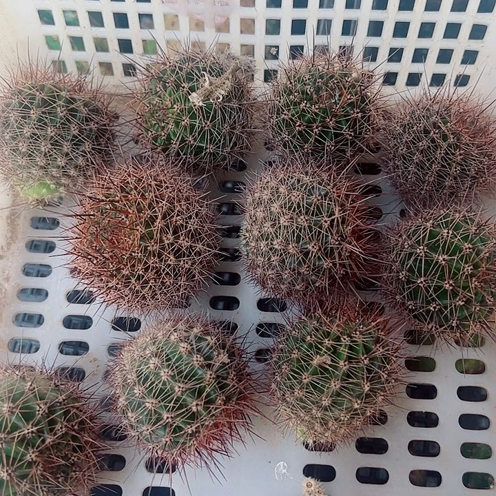 彩草侧芽组合15个花色不重复