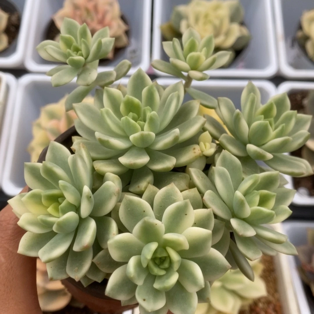 008马库斯锦锦锦锦锦锦