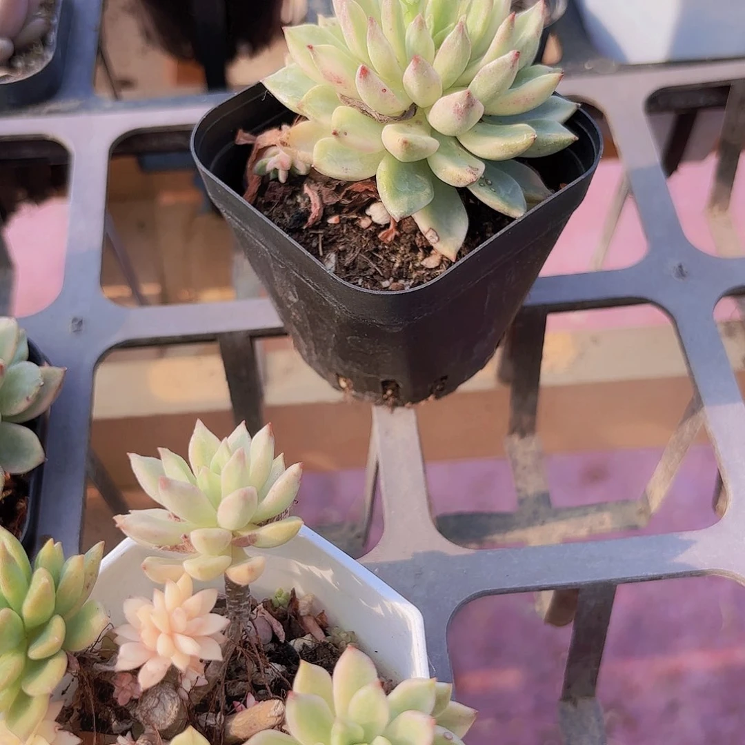 精品绿宝石锦多肉植物