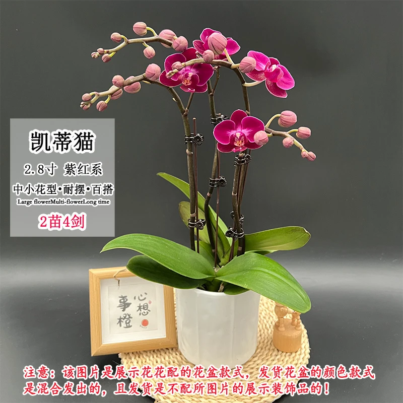 【凯蒂猫】新品蜡质分支多蝴蝶兰小花型室内桌面好养花卉