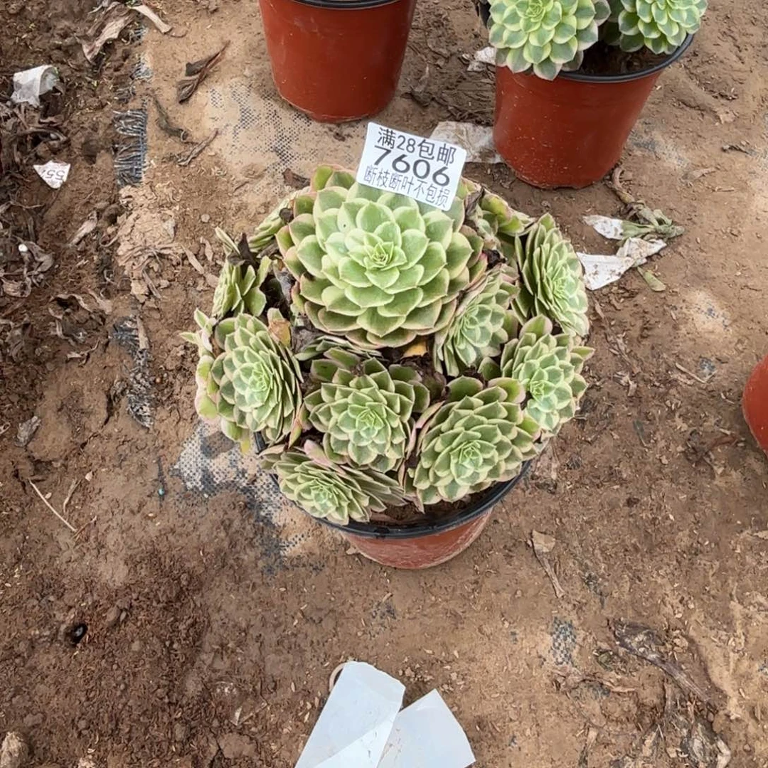 P. 7606孔雀翎多肉，？ad