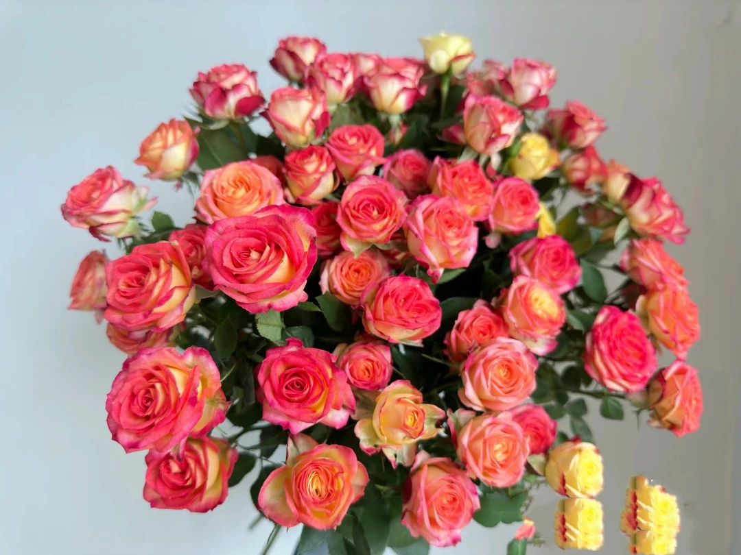 爱丽丝 多头玫瑰 鲜花 收到需醒花 云南基地直发 揽收无法退款