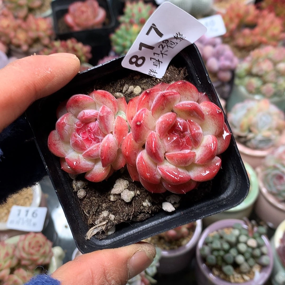 精控拇指盆11.29817