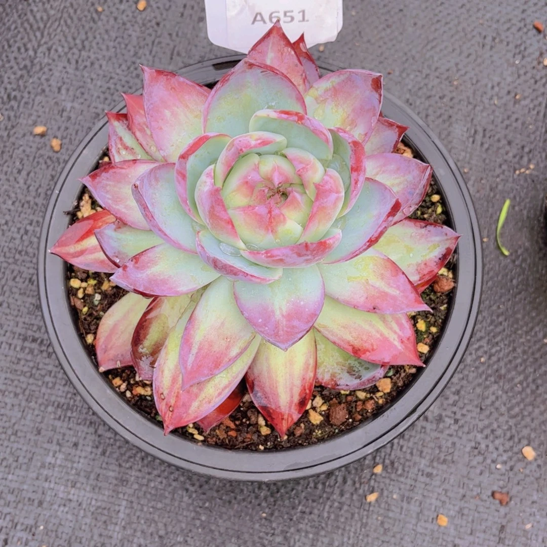 柳***芳惊鸿仙子Ａ651一颗一物一拍