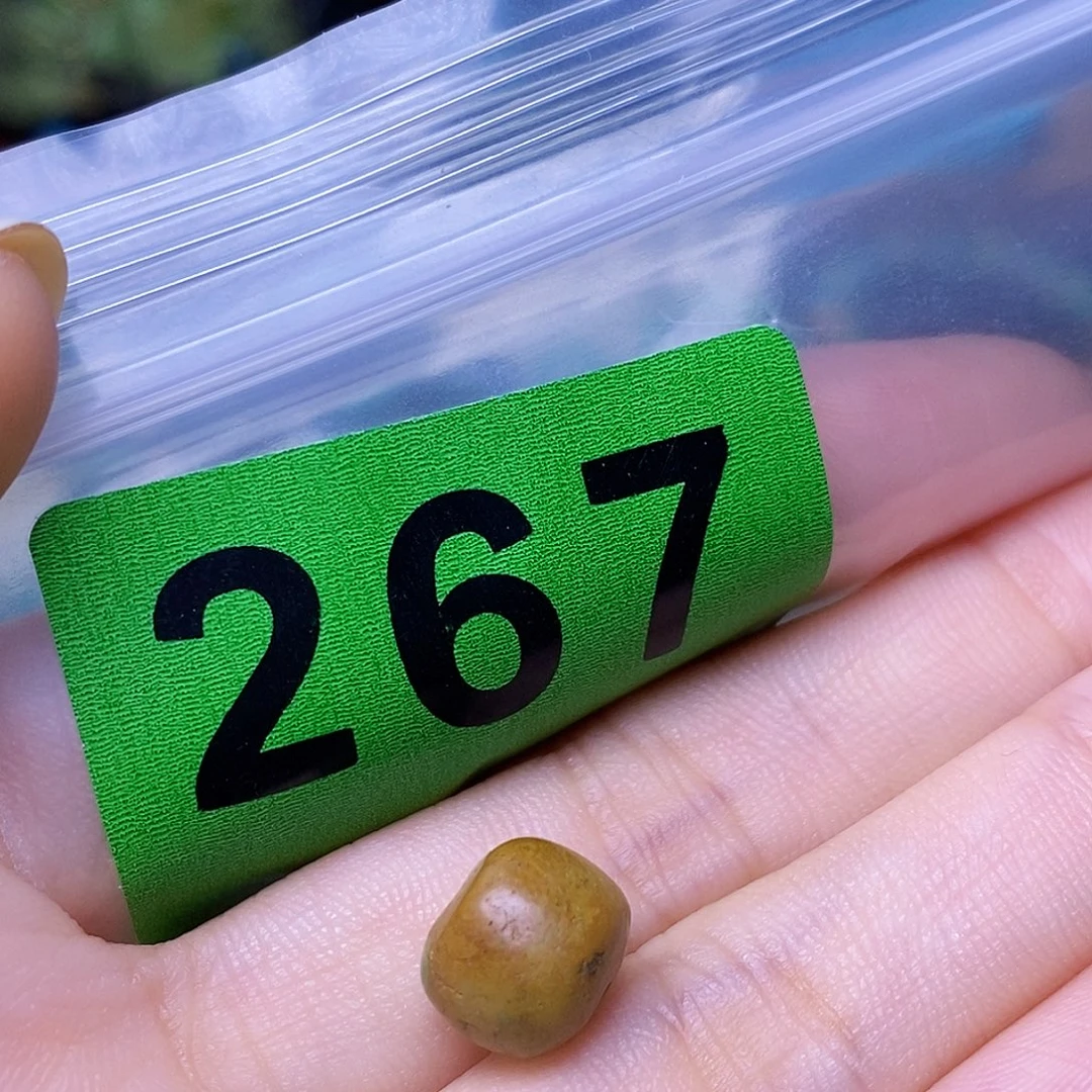 空竹粉丝专享十堰特色散珠