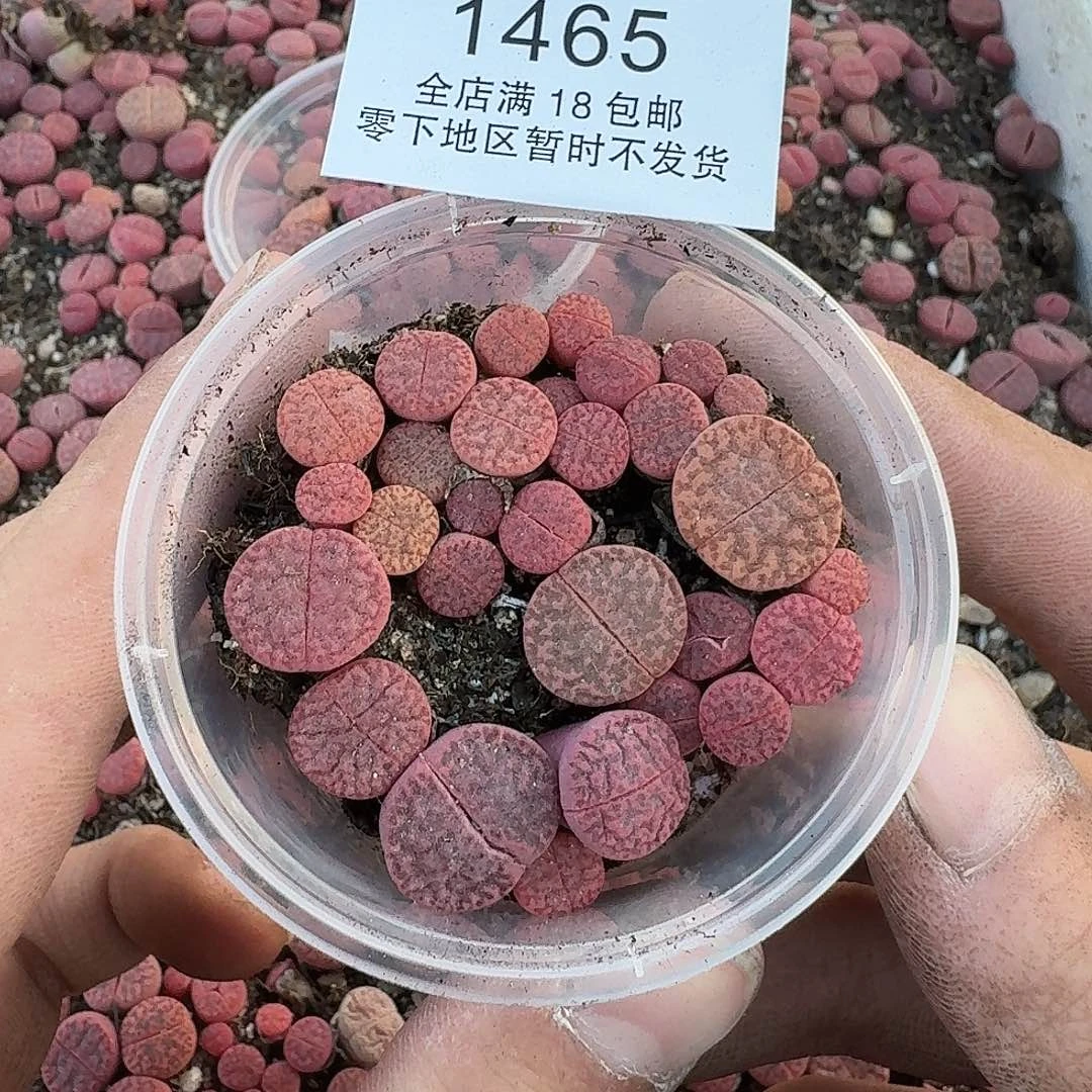 1465 哈哈哈哈哈哈哈哈