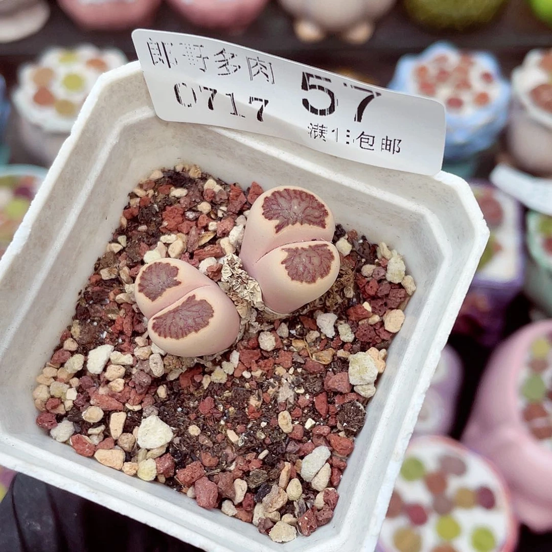 生石花满18包邮0717-57