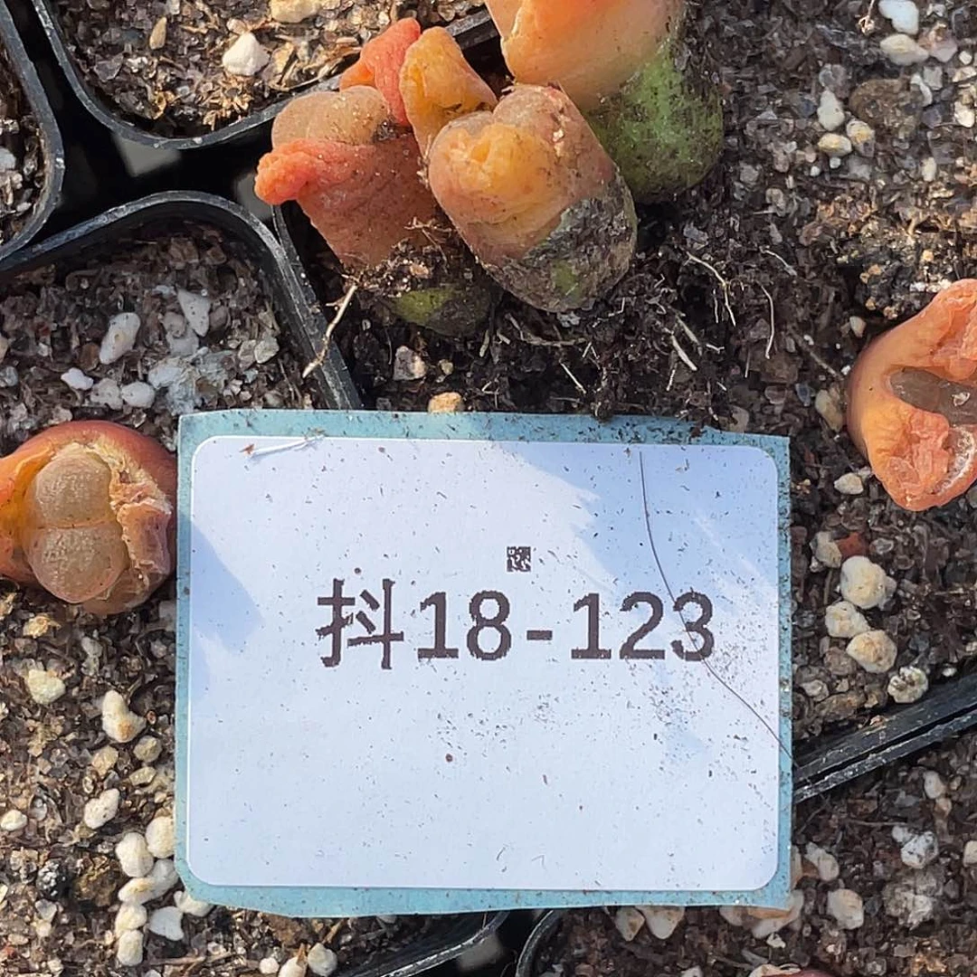 姬**君18-123肉锥多肉植物