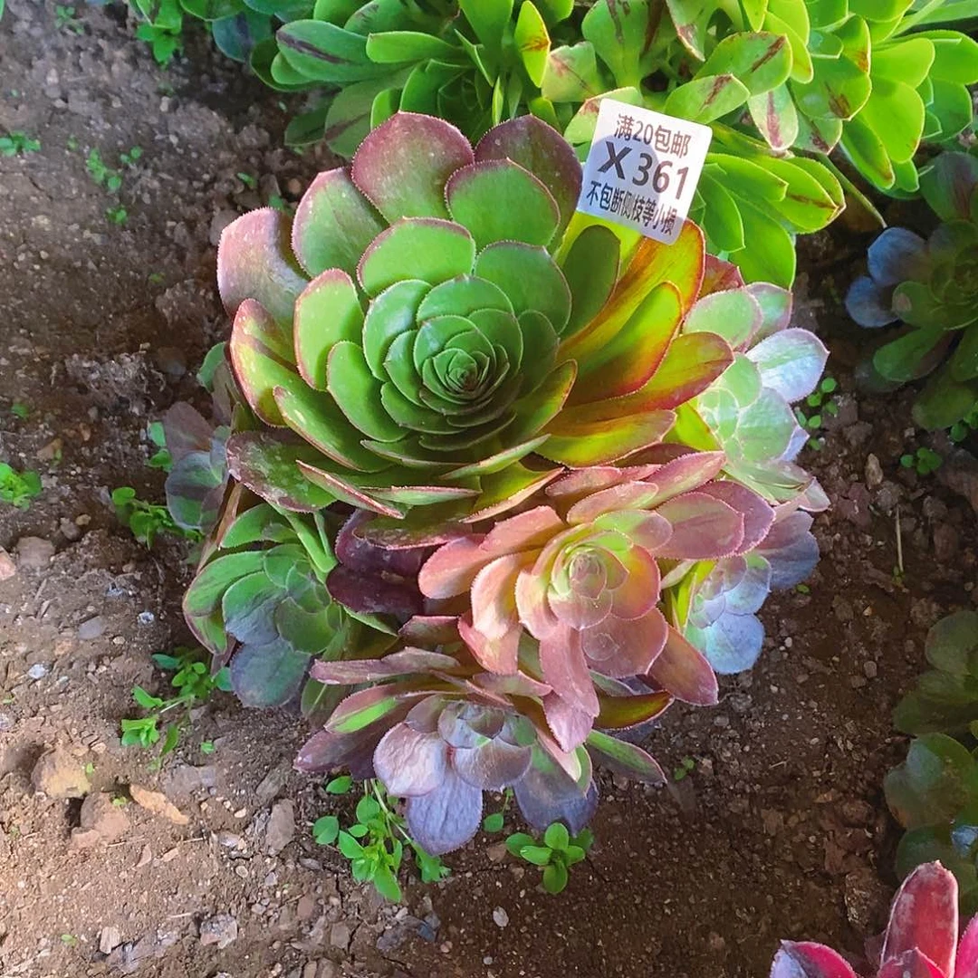 361花月夜多肉法师锦