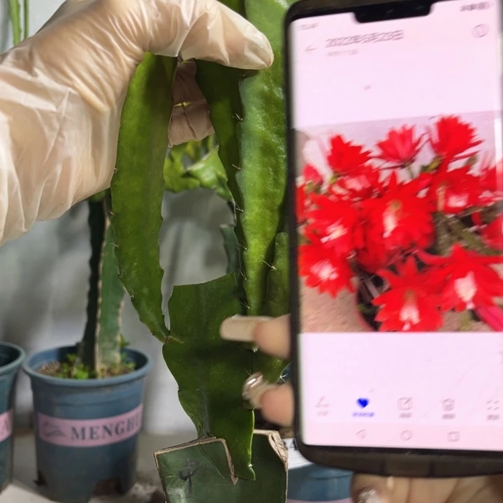 当前无花栽培后可以开花518