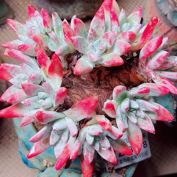 8078刘丹杂交仙女杯多肉