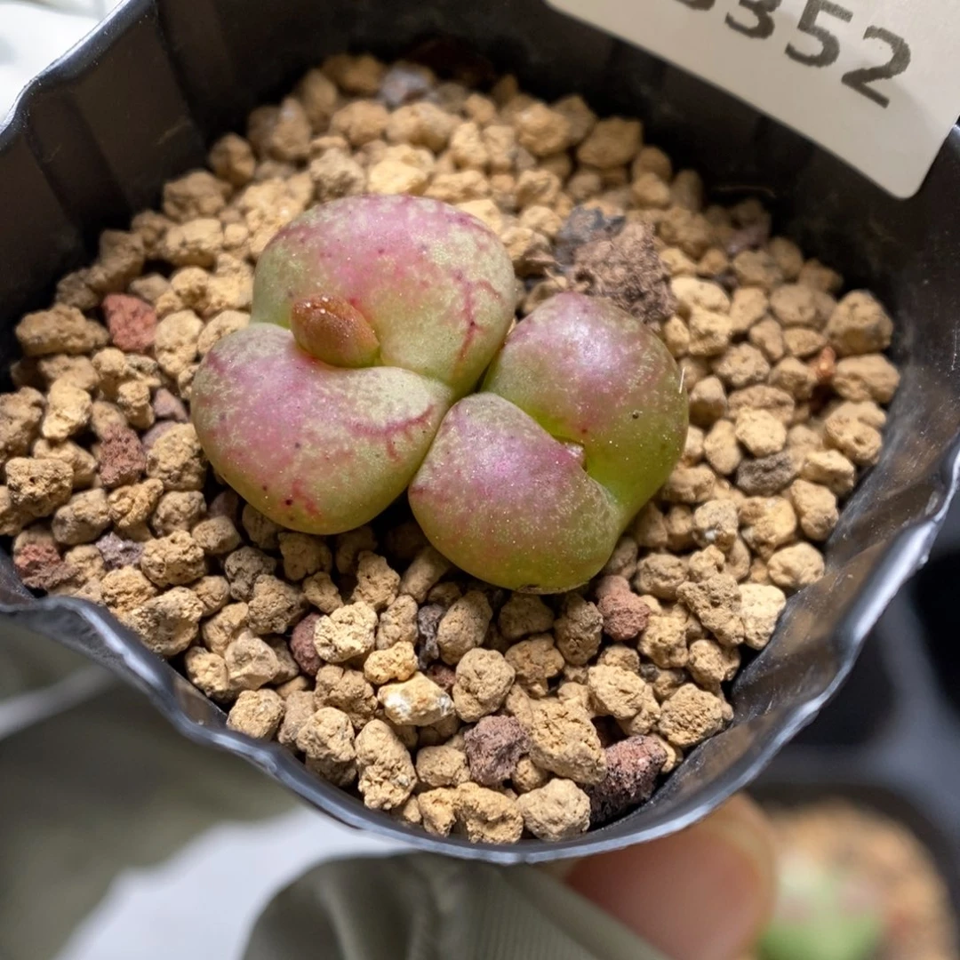 多肉植物肉锥杂交K-3352