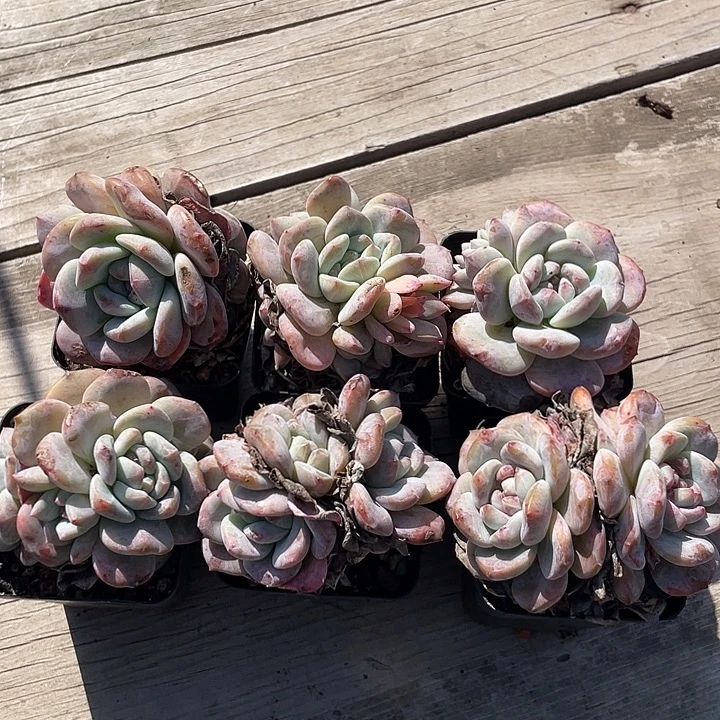 六盆奶盖多肉植物群生