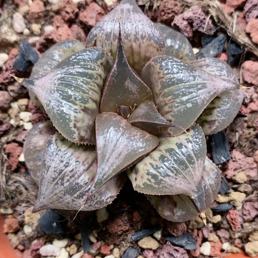 【闪购商品】21云窗pinky