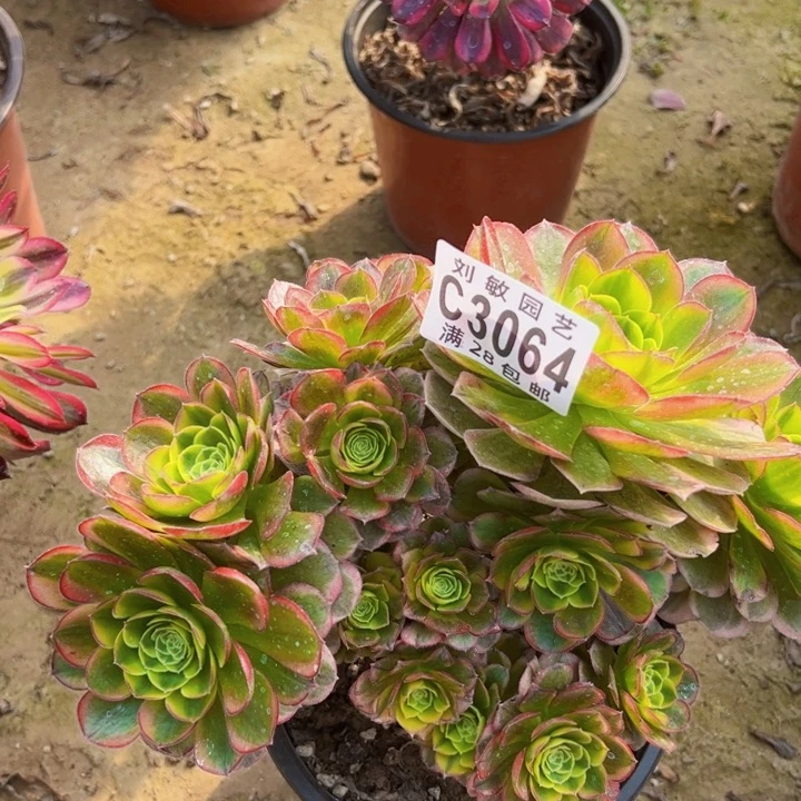 3064多肉法师奶白法师