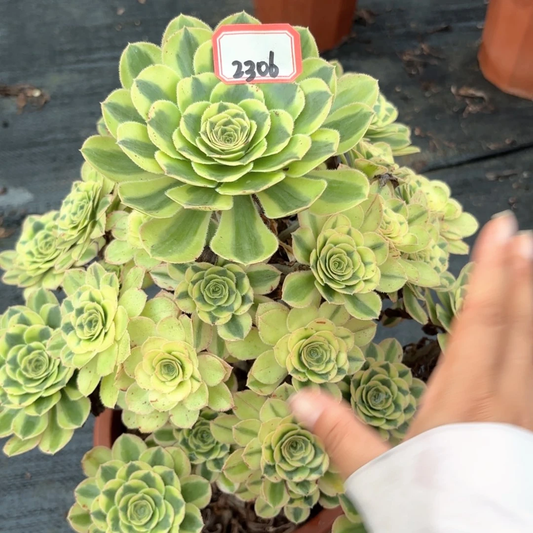 无花朵灔***篍2306保时捷多肉植物