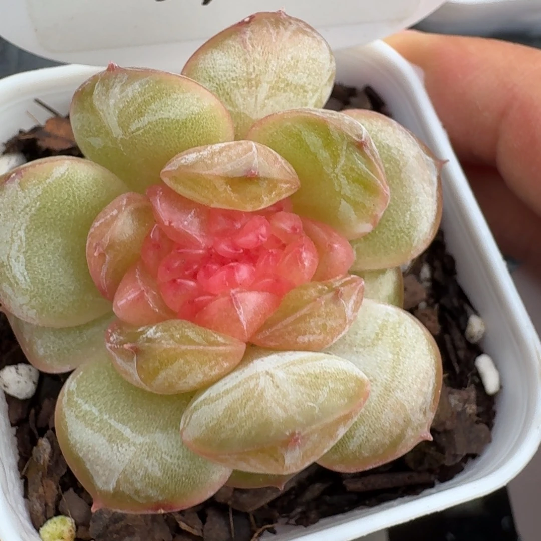 0927-096-芳草混缀化